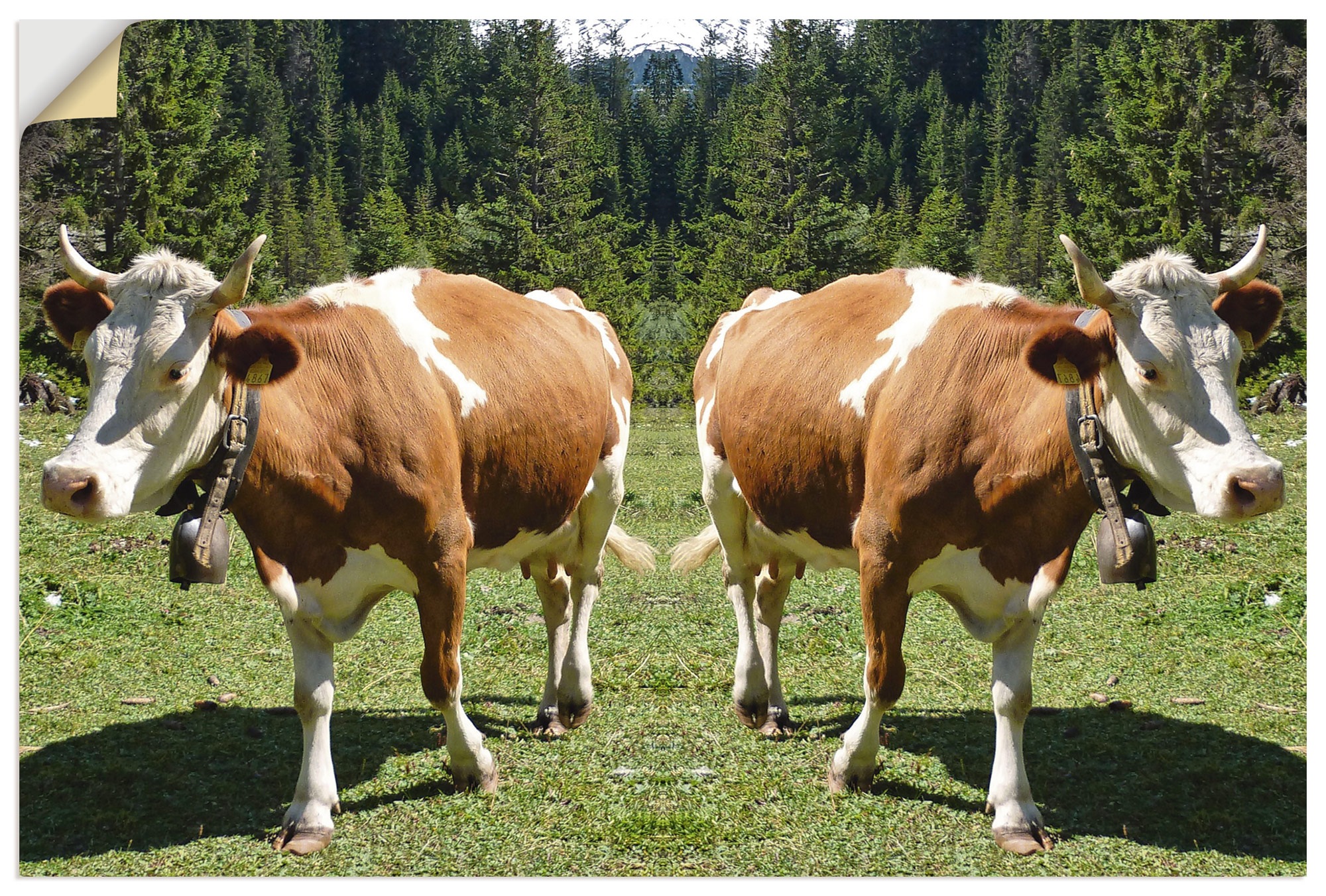 Image of Artland Wandbild »Kuh Trennung«, Haustiere, (1 St.), in vielen Grössen & Produktarten -Leinwandbild, Poster, Wandaufkleber / Wandtattoo auch für Badezimmer geeignet bei Ackermann Versand Schweiz