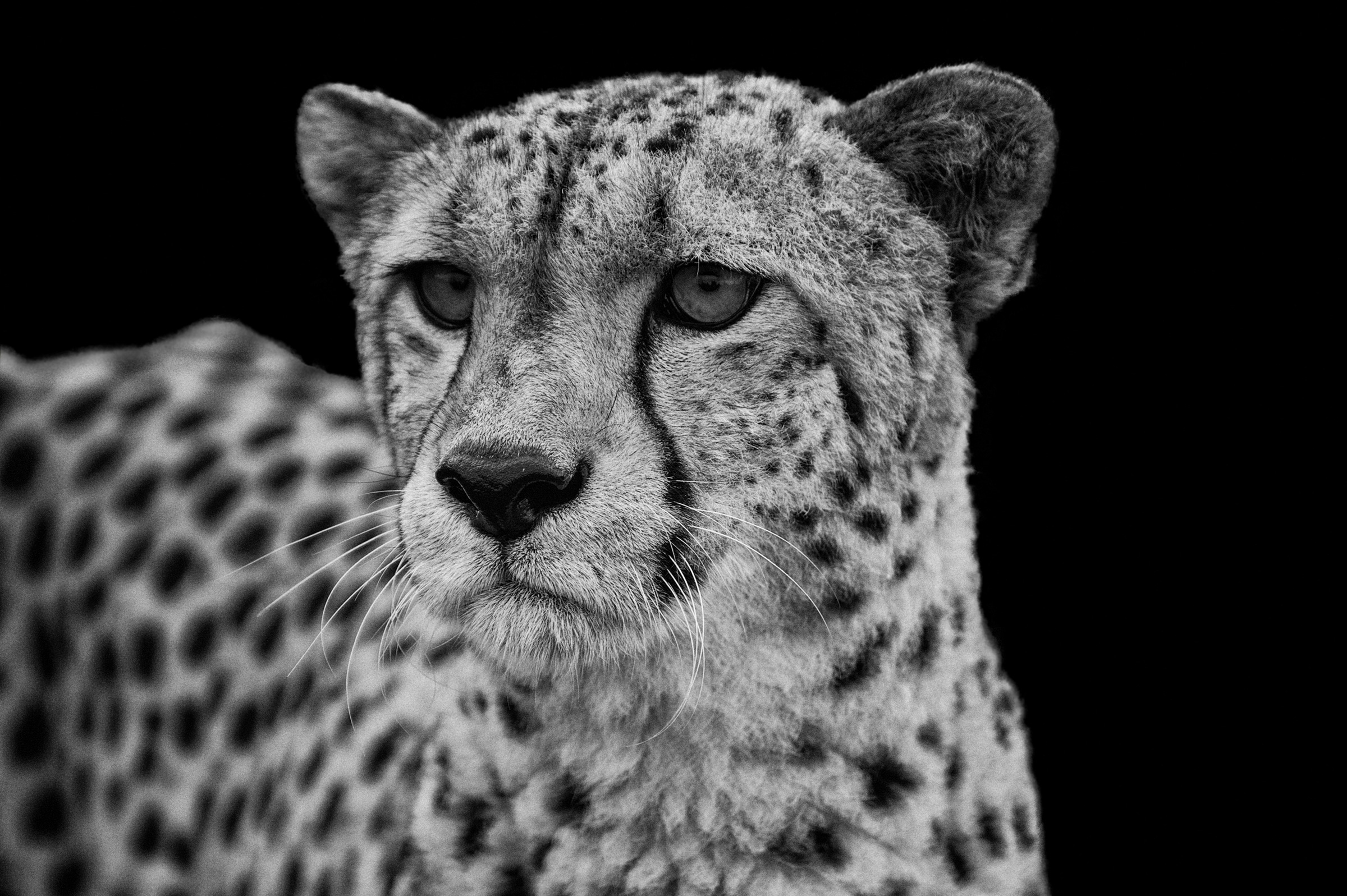 Image of Papermoon Fototapete "GEPARD-LÖWE PUMA TIGER JAGUAR SCHWARZ WEIss WANDBILD XXL"