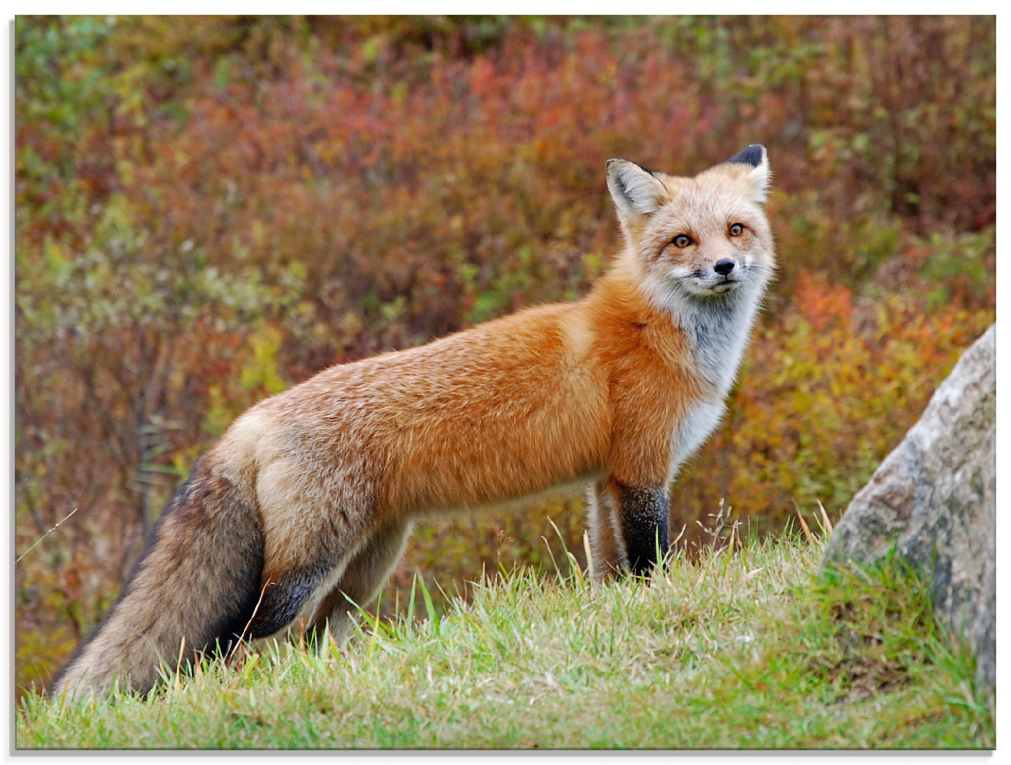 Image of Artland Glasbild "Fuchs I" Wildtiere 1 Stk. tlg. in verschiedenen Grössen
