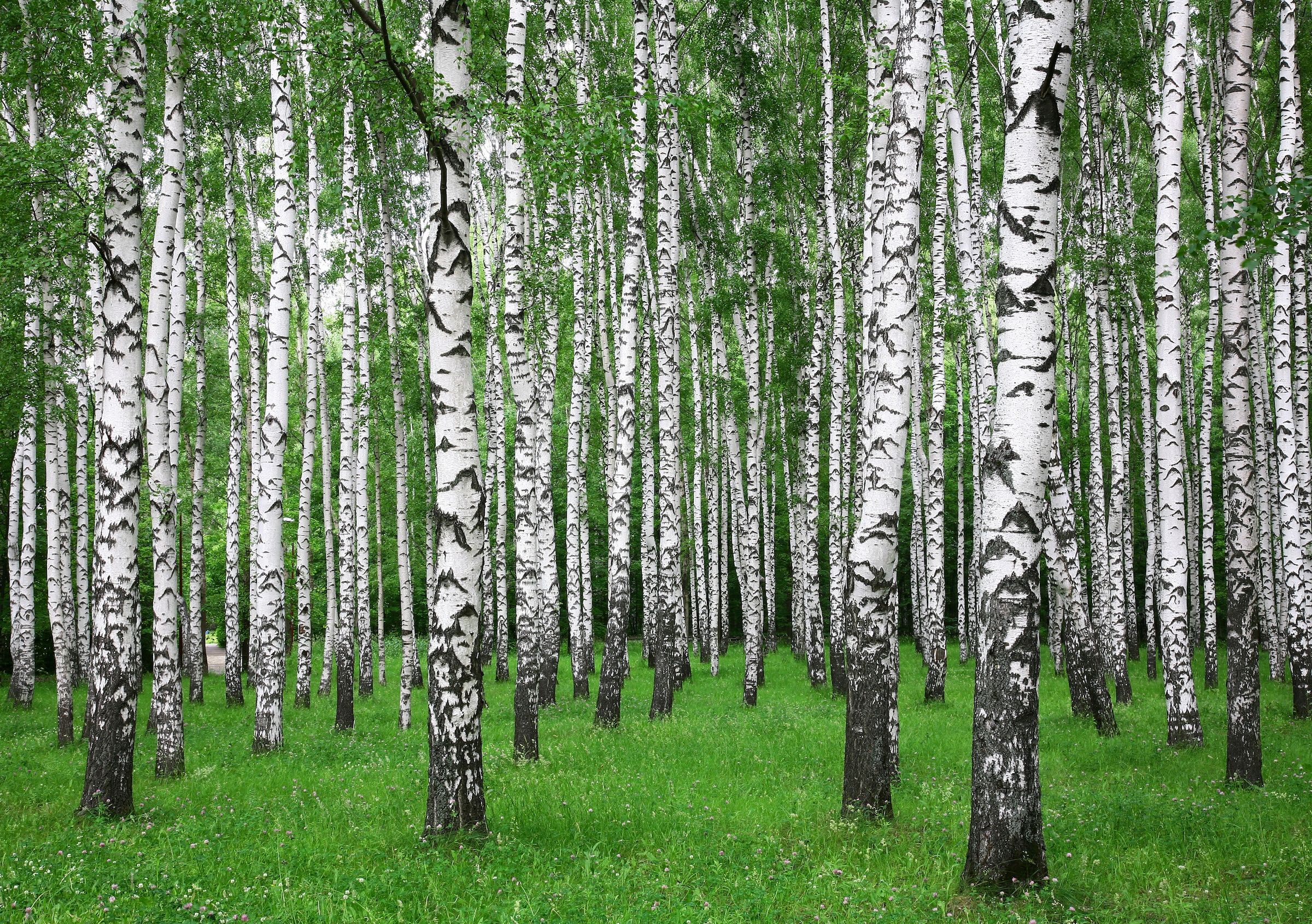 Image of Papermoon Fototapete »Summer Birch Forest«, matt, BlueBack, 7 Bahnen, 350 x 260 cm bei Ackermann Versand Schweiz