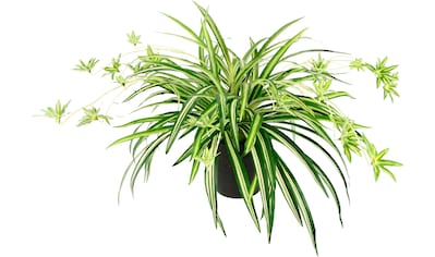 Creativ green Kunstranke »Philodendronhänger«, im Hängetopf günstig kaufen