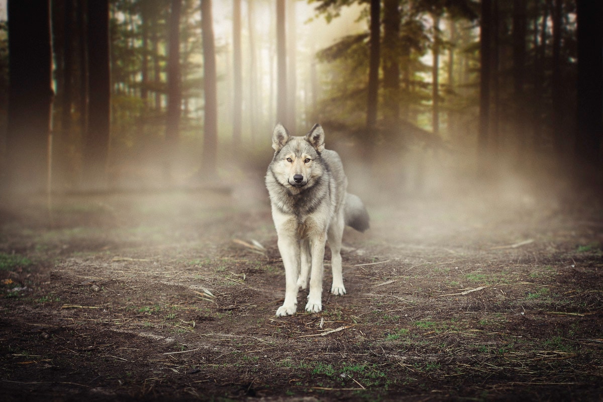 Image of Papermoon Fototapete "Wolf im Wald"