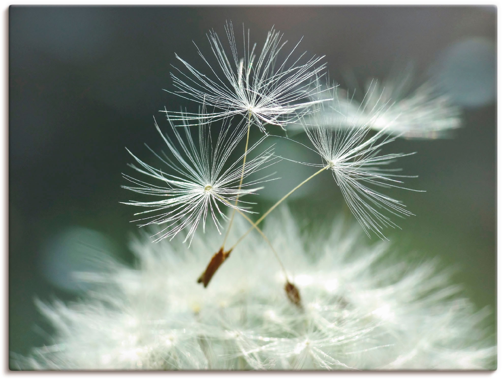 Image of Artland Wandbild "Pusteblume Facility" Blumen 1 Stk. tlg. als Alubild, Leinwandbild, Poster in verschied. Grössen