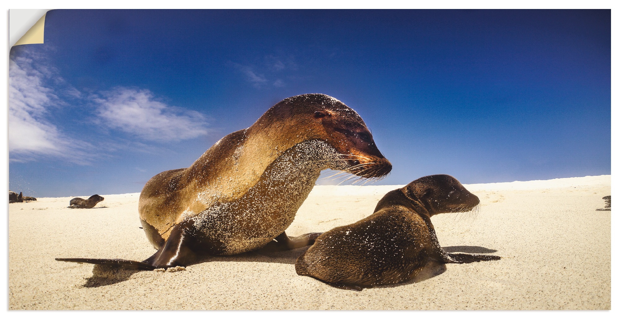 Image of Artland Wandbild »Seelöwenbaby«, Wassertiere, (1 St.), in vielen Grössen & Produktarten - Alubild / Outdoorbild für den Aussenbereich, Leinwandbild, Poster, Wandaufkleber / Wandtattoo auch für Badezimmer geeignet bei Ackermann Versand Schweiz