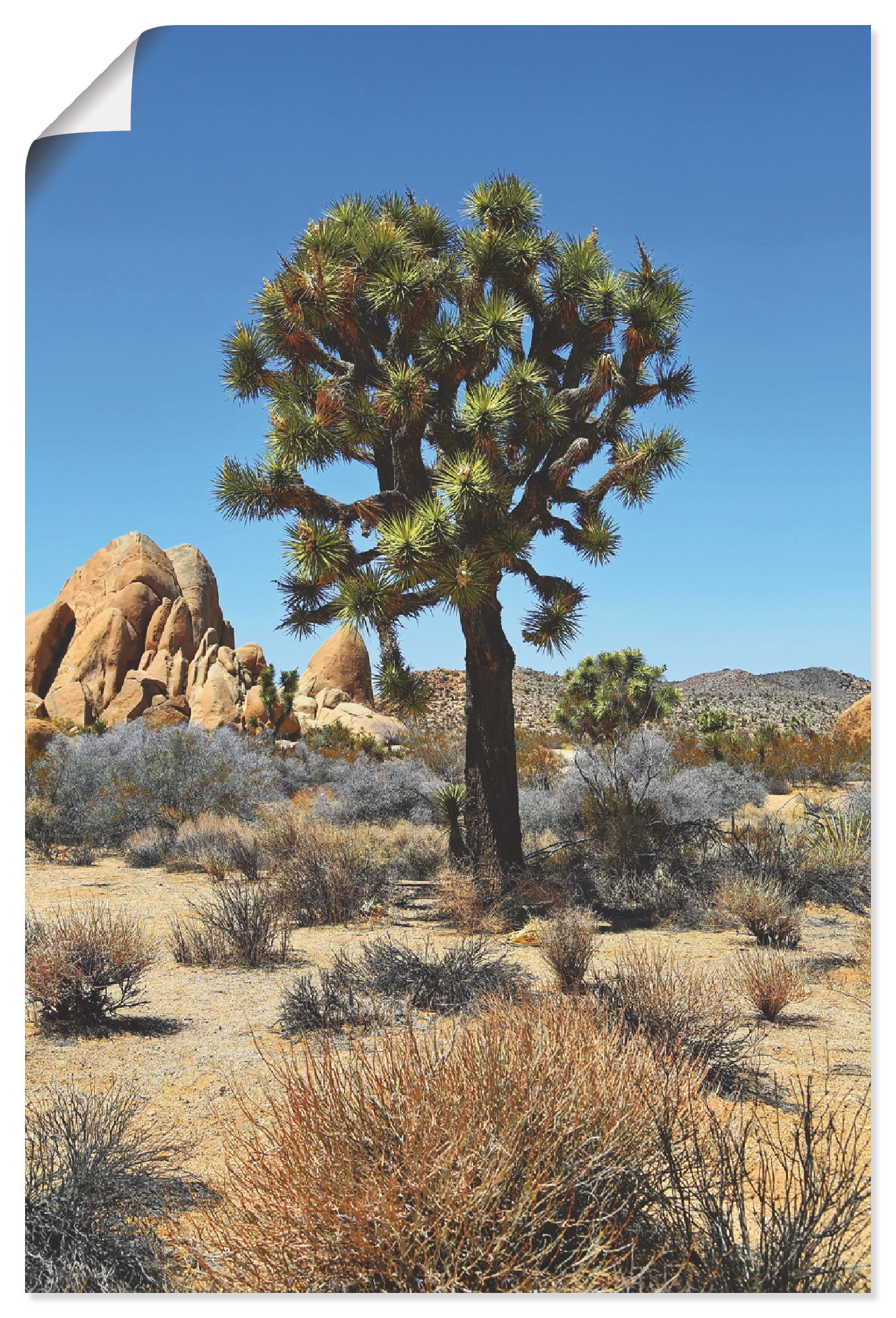 Image of Artland Wandbild »Joshua Tree in der Mojave Wüste III«, Wüste, (1 St.), in vielen Grössen & Produktarten - Alubild / Outdoorbild für den Aussenbereich, Leinwandbild, Poster, Wandaufkleber / Wandtattoo auch für Badezimmer geeignet bei Ackermann Versand Sch