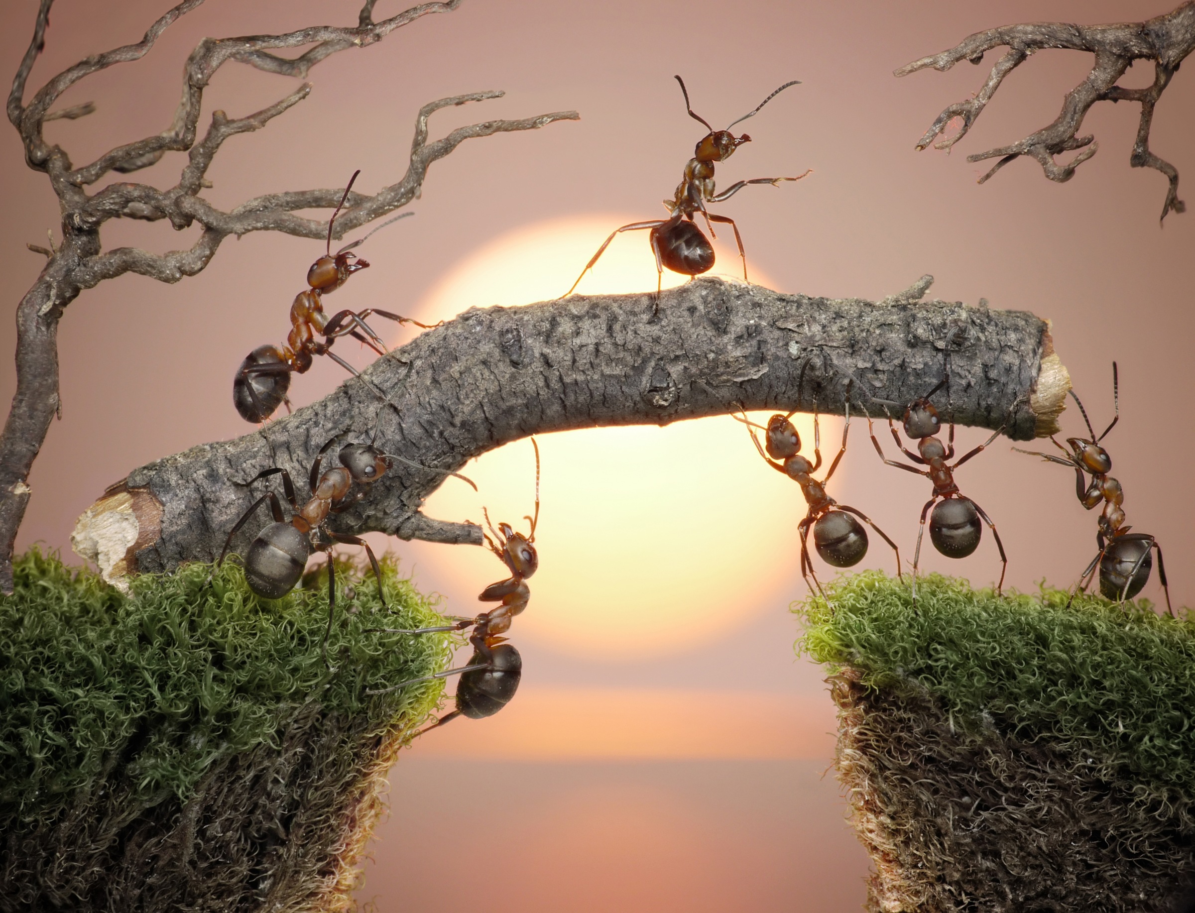 Image of Papermoon Fototapete "Ants Teamwork" glatt