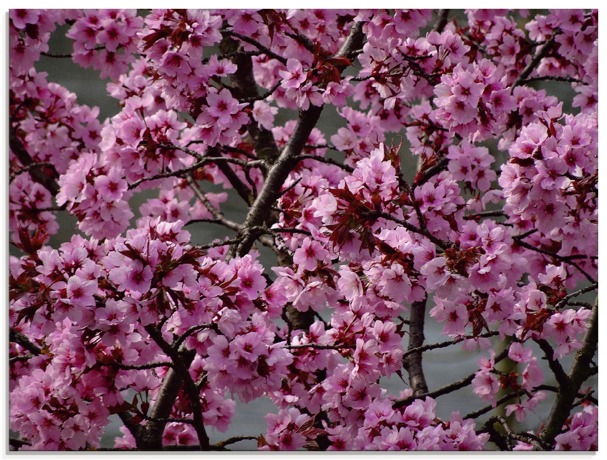 Image of Artland Glasbild "Japanische Zierkirschen Blüte" Bäume 1 Stk. tlg. in verschiedenen Grössen