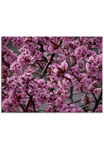 Artland Glasbild »Japanische Zierkirschen Blüte«, Bäume, (1 St.), in verschiedenen... kaufen