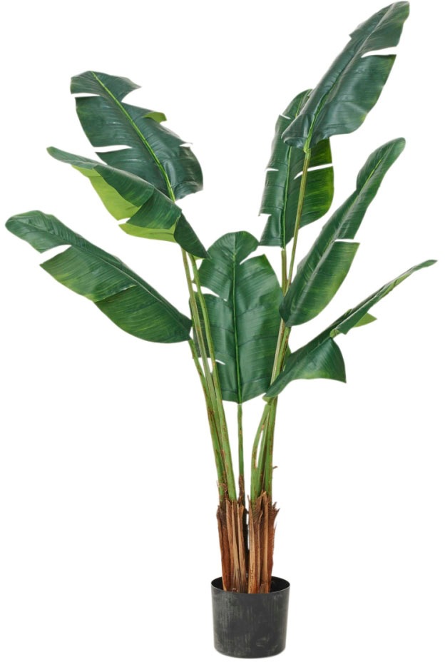 Image of Schneider Kunstpalme, Masse (H/Ø): 150/71 cm bei Ackermann Versand Schweiz