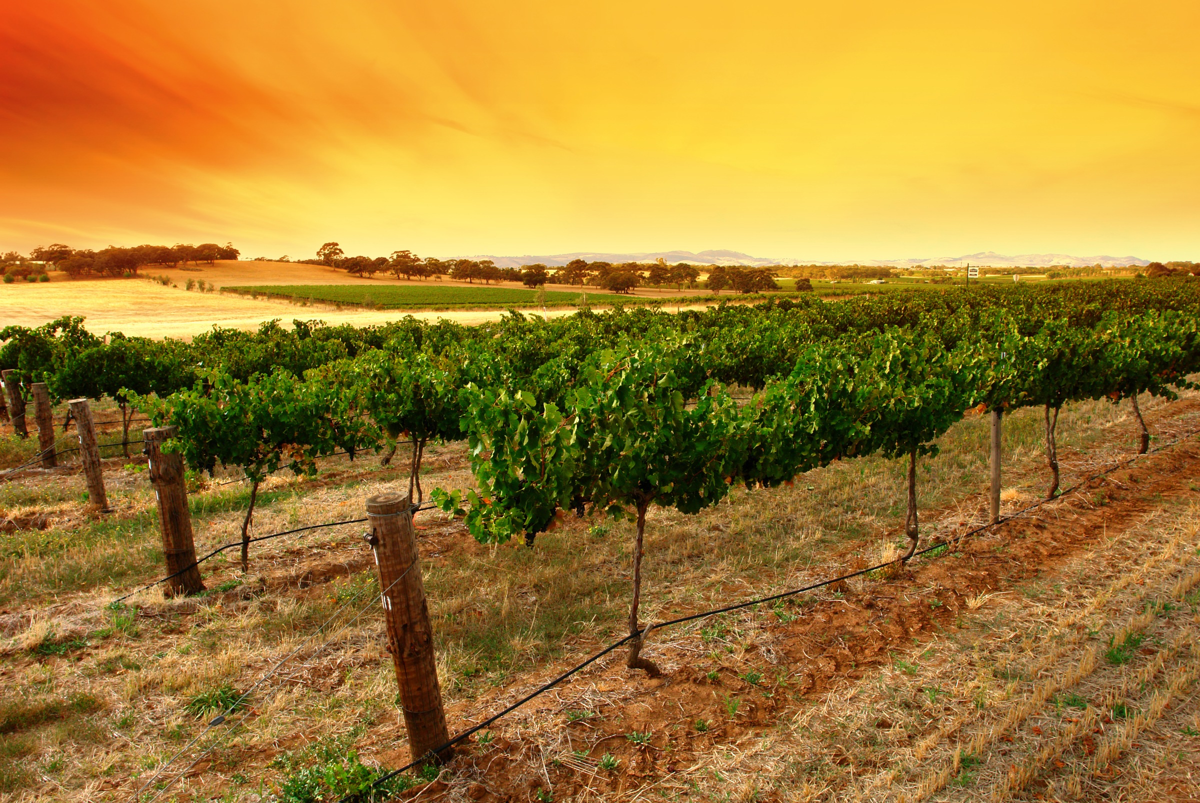 Image of Papermoon Fototapete »Sunrise Vineyard« bei Ackermann Versand Schweiz