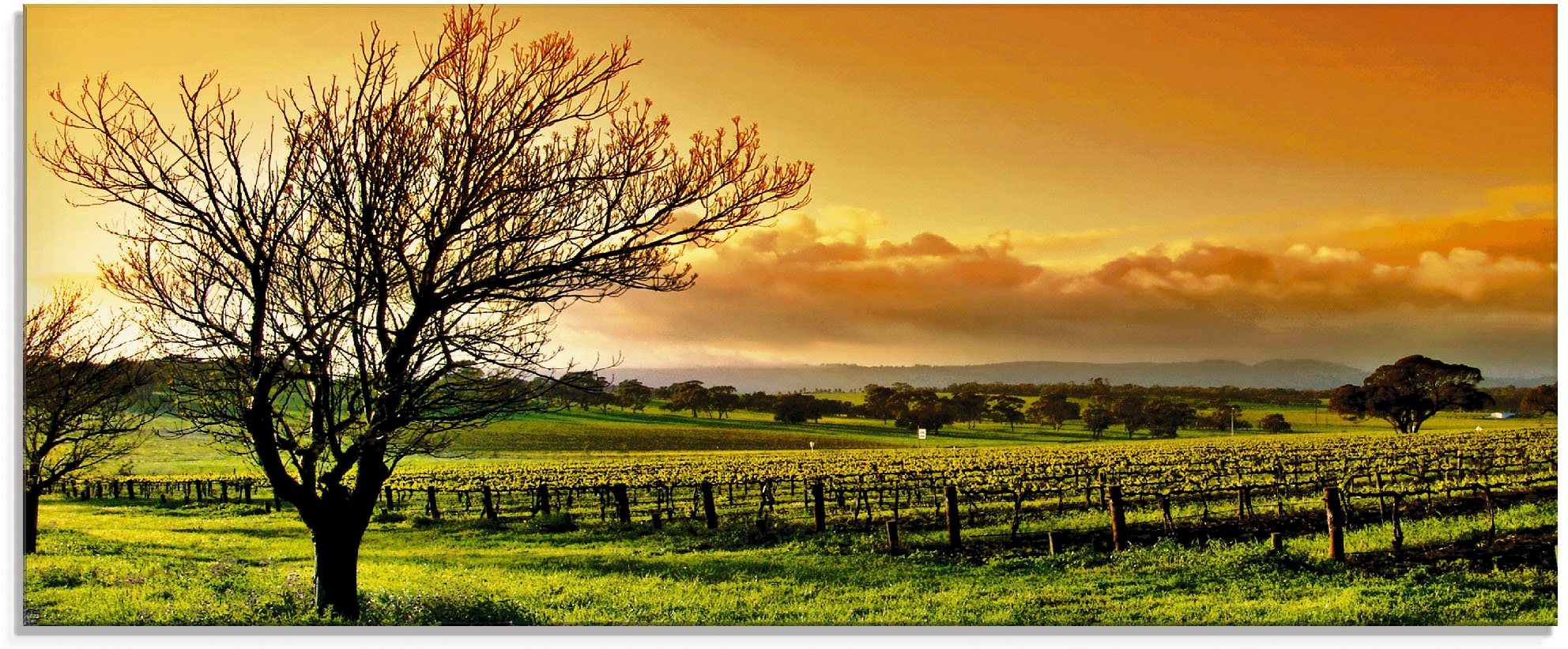 Image of Artland Glasbild "Landschaft mit Weinbergen" Felder 1 Stk. tlg. in verschiedenen Grössen