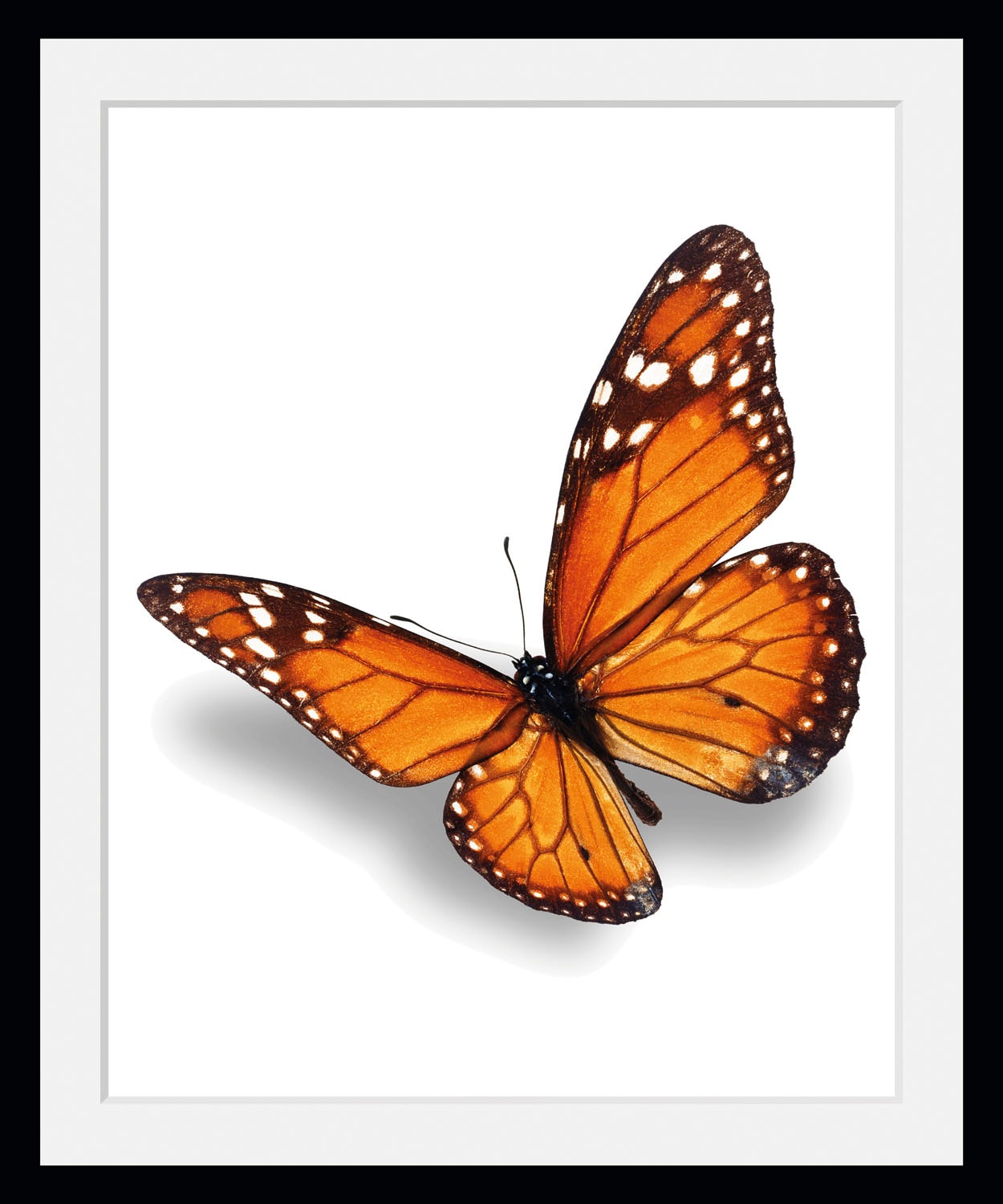 Image of queence Bild "Evelina" Insekten Kunst Schmetterlinge historische Ereignisse 1 Stk. tlg. HD Premium Poster-Druck inkl. Holzrahmen
