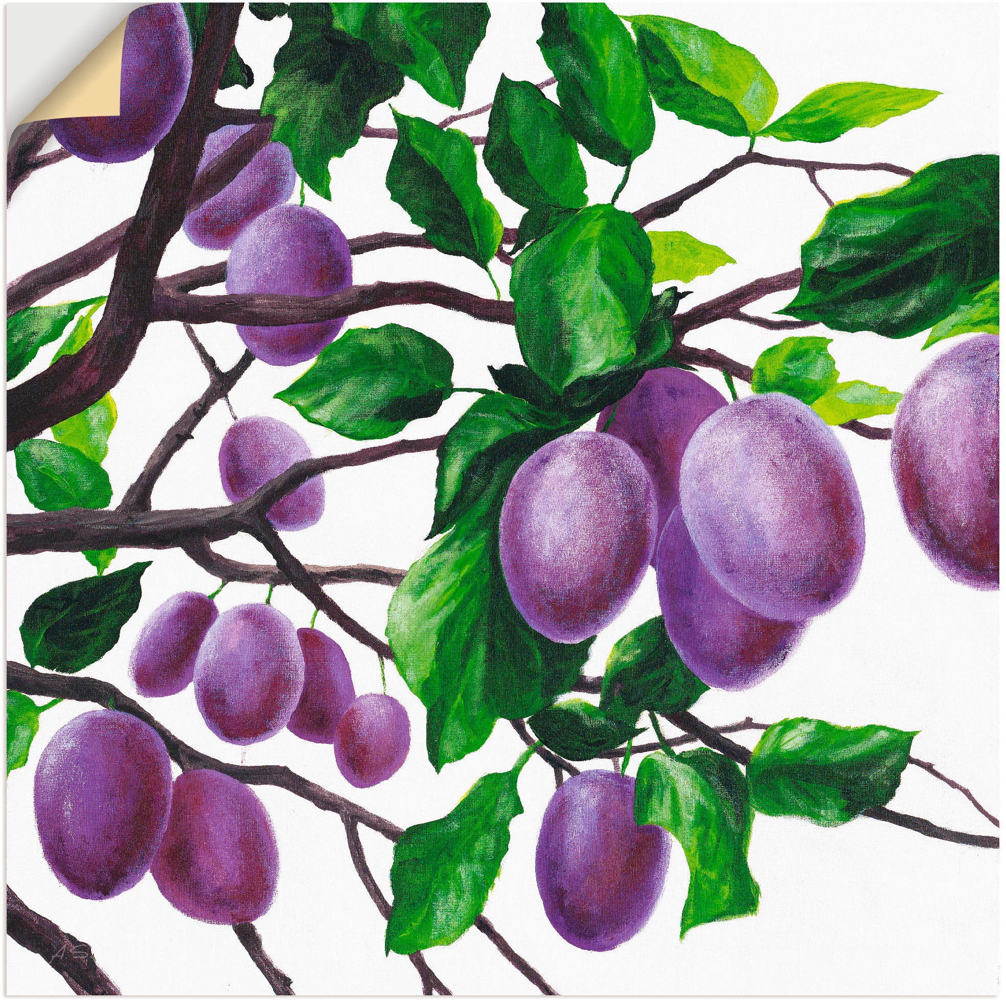 Image of Artland Wandbild »Violette Pflaumen«, Bäume, (1 St.), in vielen Grössen & Produktarten - Alubild / Outdoorbild für den Aussenbereich, Leinwandbild, Poster, Wandaufkleber / Wandtattoo auch für Badezimmer geeignet bei Ackermann Versand Schweiz