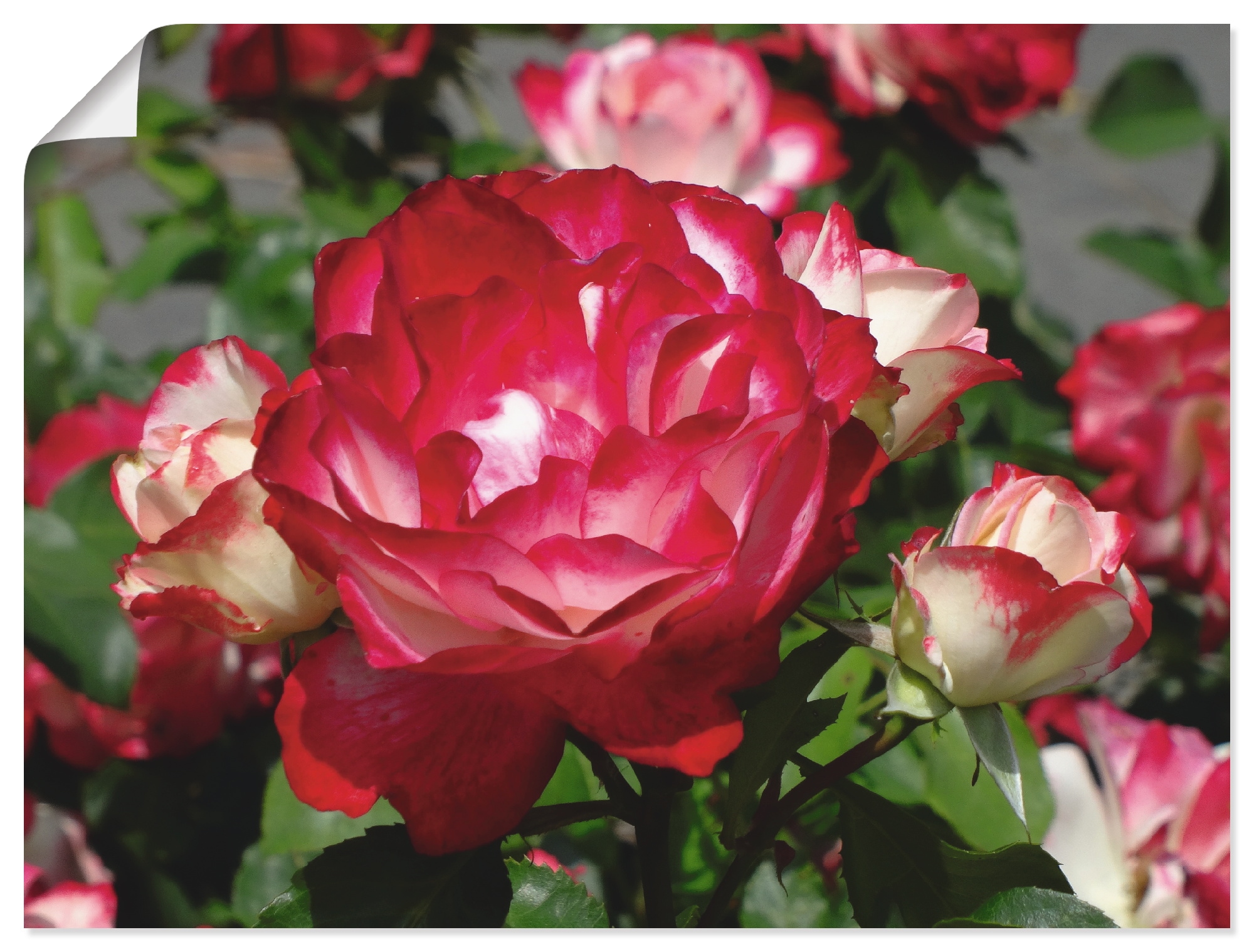 Image of Artland Poster "Rot weisse Rosenblüte" Blumen 1 Stk. tlg. ohne Rahmen