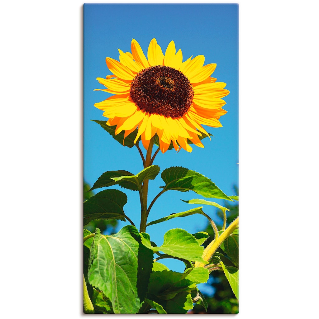 Artland Wandbild »Sonnenblume«, Blumen, (1 St.), als Alubild, Outdoorbild, Leinwandbild, Poster in verschied. Grössen