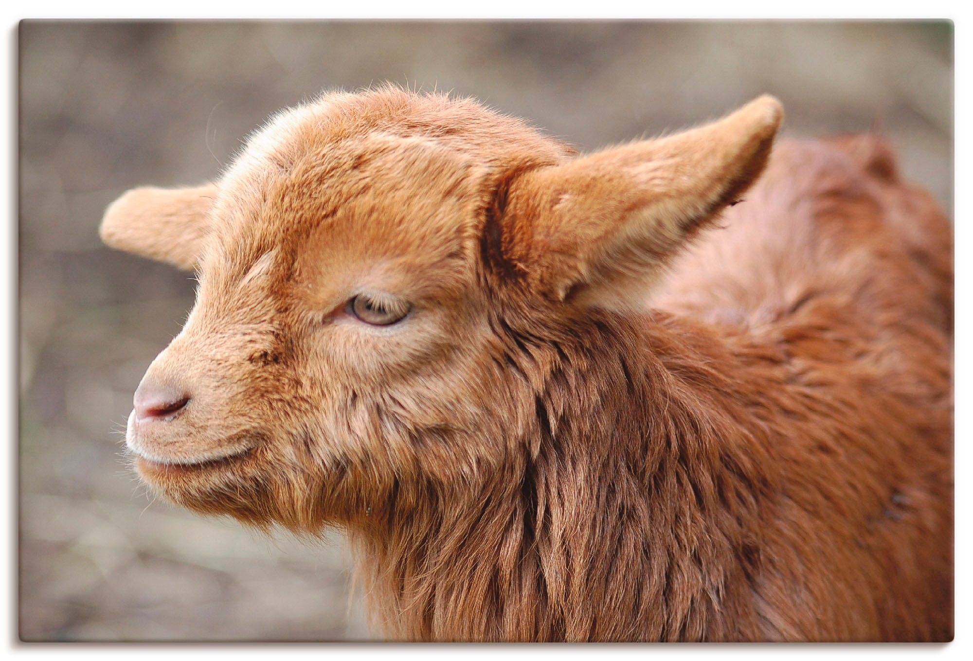 Image of Artland Wandbild »Kleine Ziege«, Haustiere, (1 St.), in vielen Grössen & Produktarten -Leinwandbild, Poster, Wandaufkleber / Wandtattoo auch für Badezimmer geeignet bei Ackermann Versand Schweiz