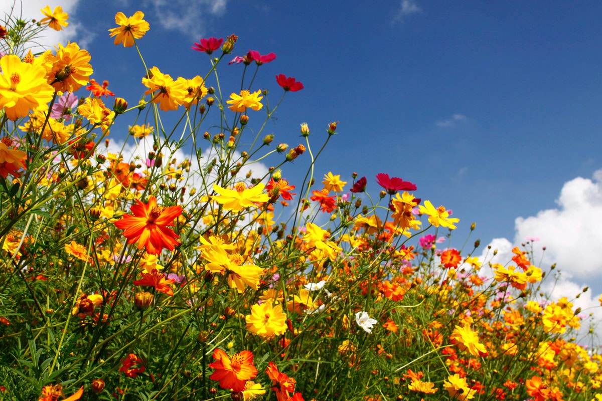 Image of Papermoon "Blumenwiese"