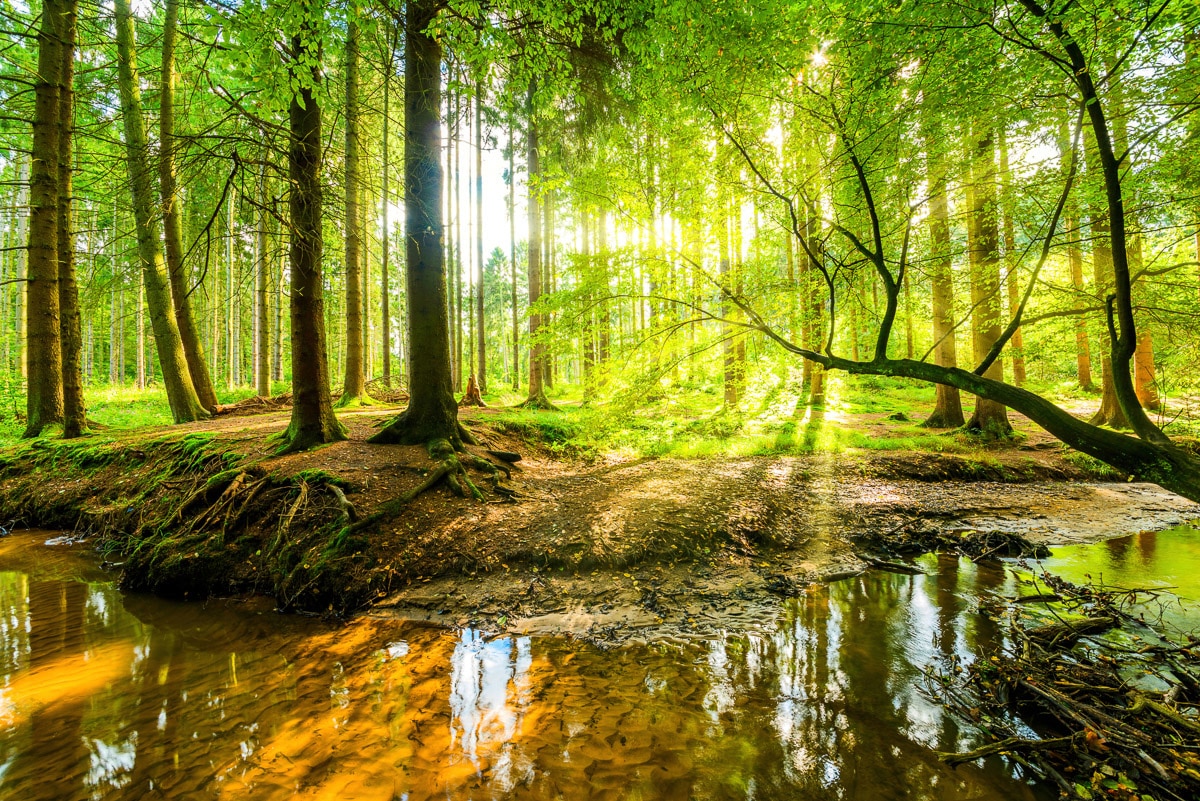 Image of Papermoon Fototapete "WALD-HERBST NATUR LANDSCHAFT BÄUME DSCHUNGEL SEE BIRKEN"