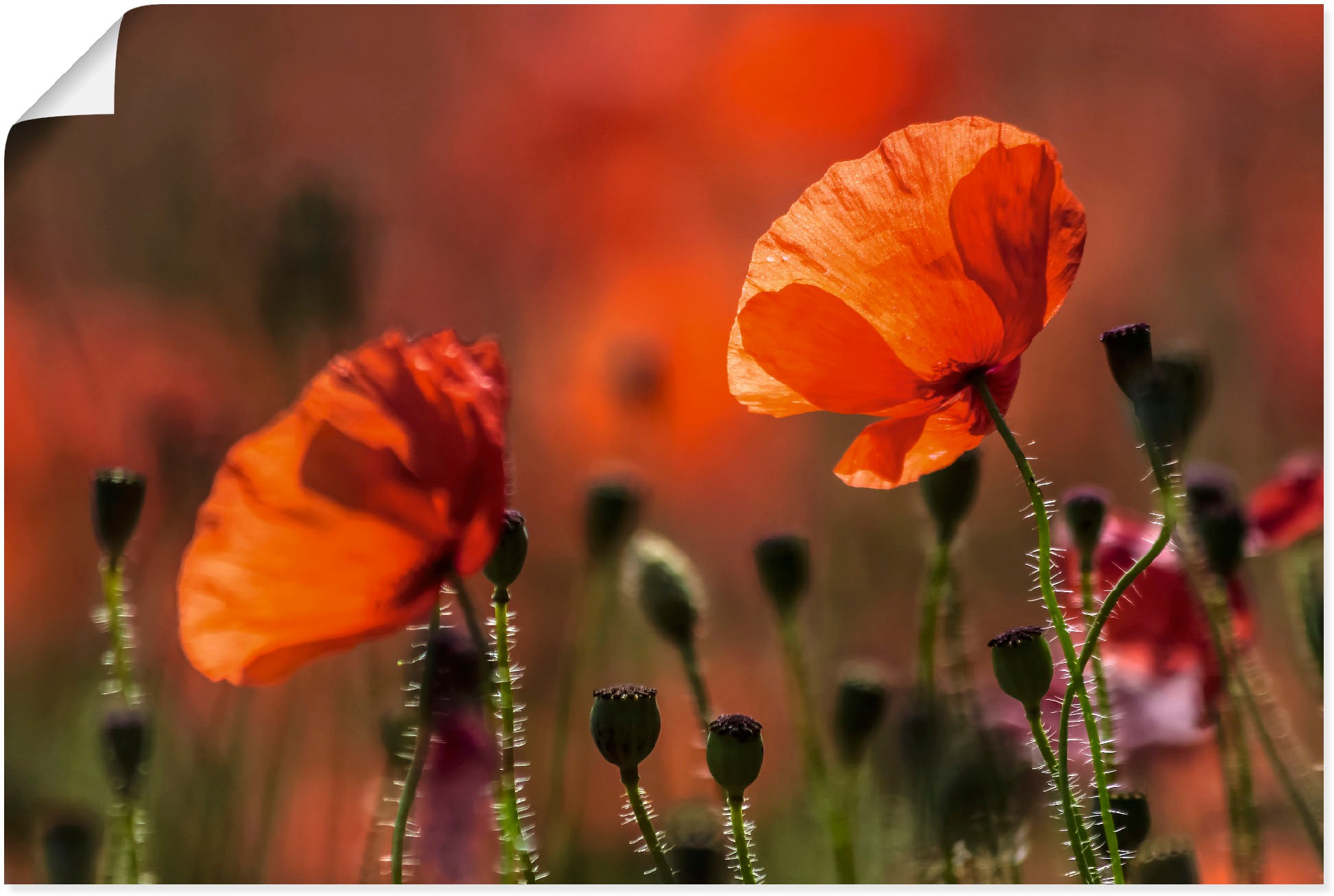 Image of Artland Poster "Rote Mohnblumen in der Provence" Blumenbilder 1 Stk. tlg. ohne Rahmen